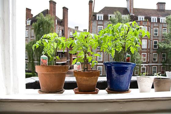 Pencerenin önünde yetiştirdiğiniz nane bakın ne işe yarıyor - Resim: 1